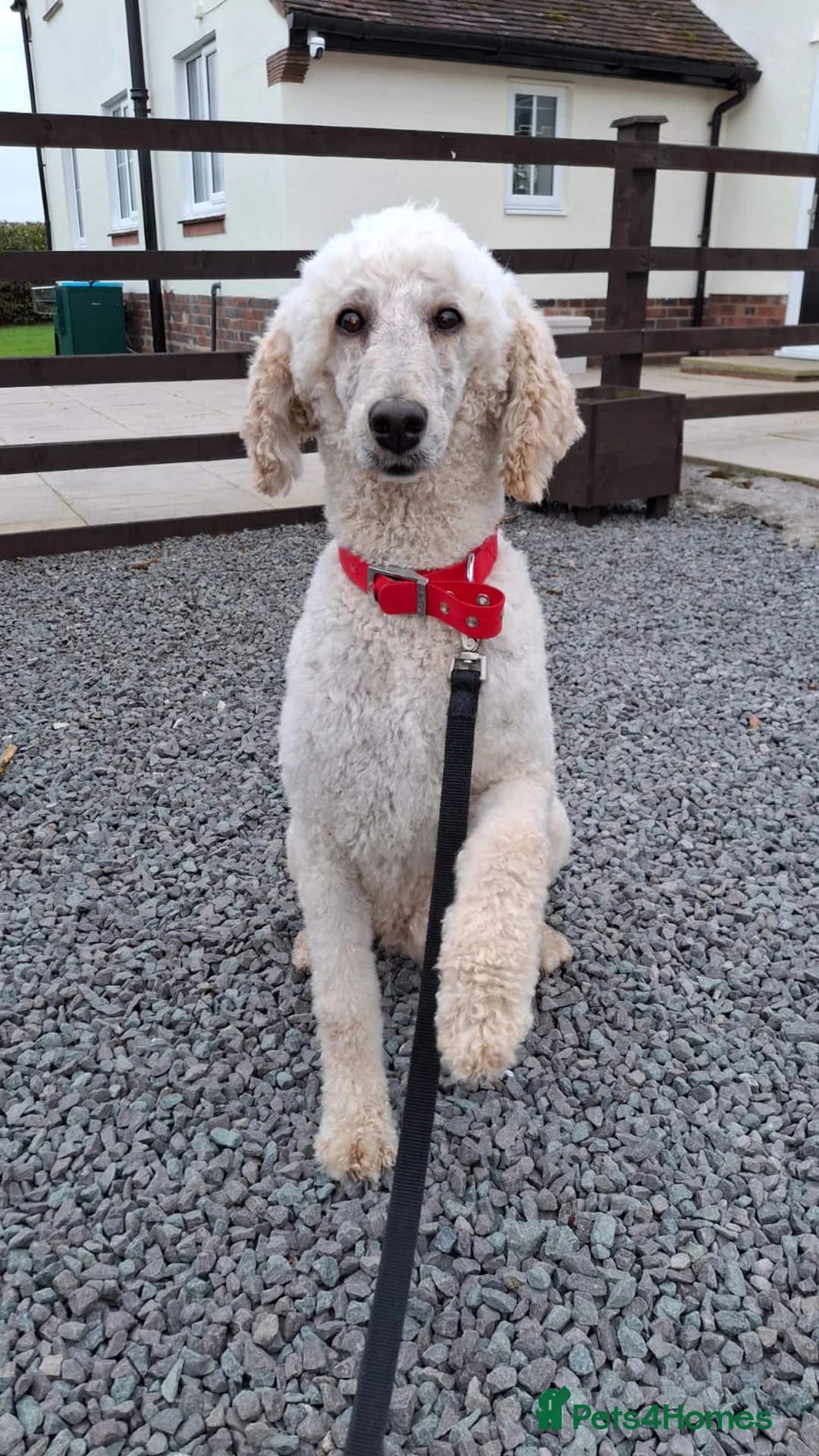 Standard Poodle dogs for sale: Gorgeous standard poodle. - Advert 5