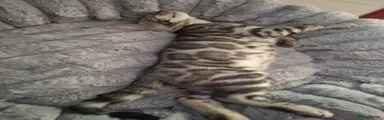 Silver spotted boy