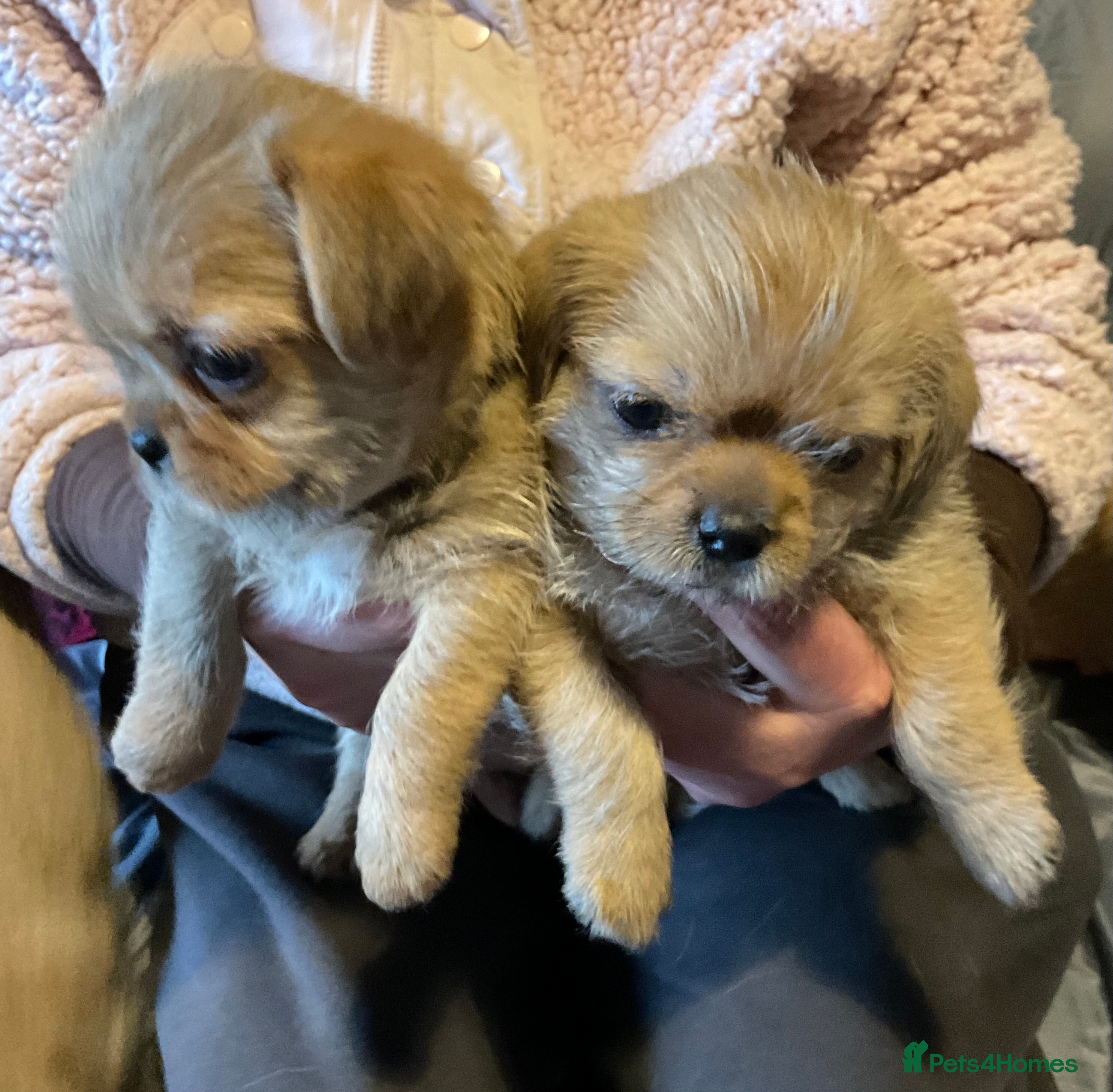 Mixed Breed dogs SHIH TZU/ CHIHUAHUAS  - Advert 15