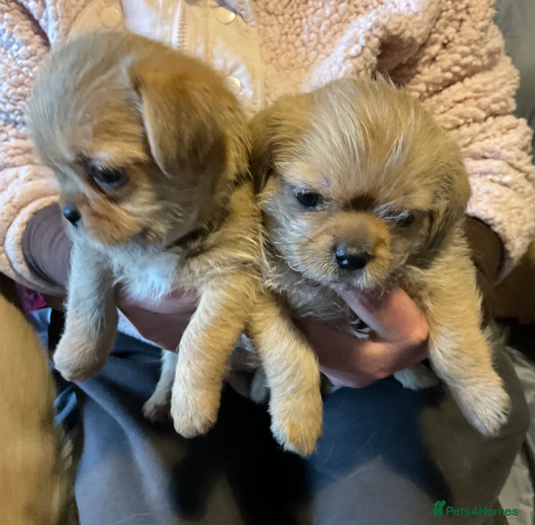 Mixed Breed dogs for sale: SHIH TZU/ CHIHUAHUAS  - Advert 2