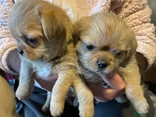 Mixed Breed dogs SHIH TZU/ CHIHUAHUAS - Advert 15