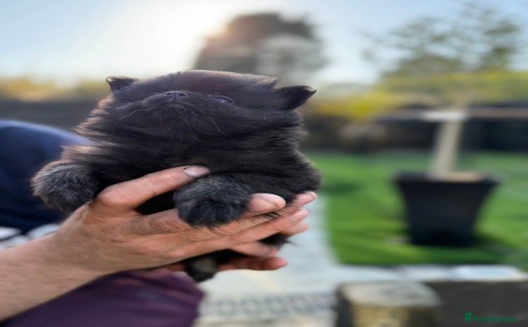 Pomeranian dogs - Advert 2
