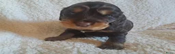 Cocker Spaniel dogs for sale: Gorgeous Show Type KC Cocker Spaniel Pups - Advert 2