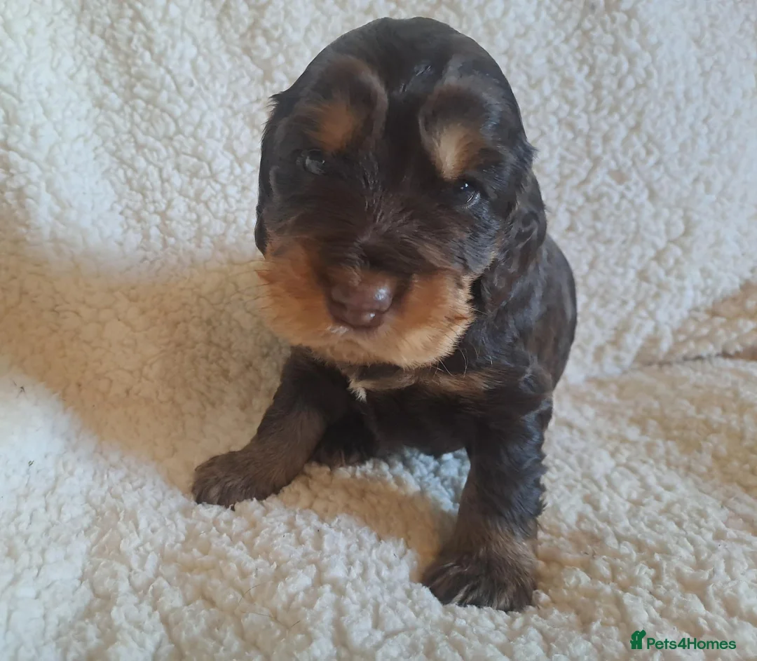 Cocker Spaniel dogs for sale: Gorgeous Show Type KC Cocker Spaniel Pups - Advert 2