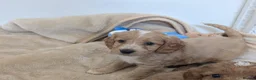 Cockapoo dogs for sale: Cockapoo Puppies in Manchester - Advert 6