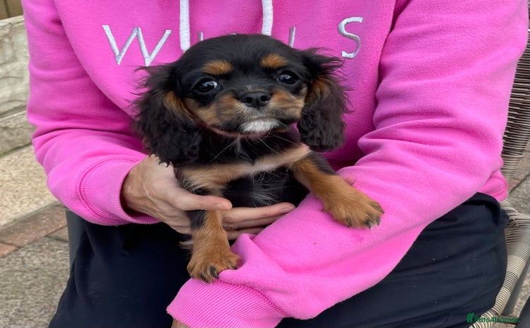 Cavalier King Charles Spaniel dogs - Advert 3