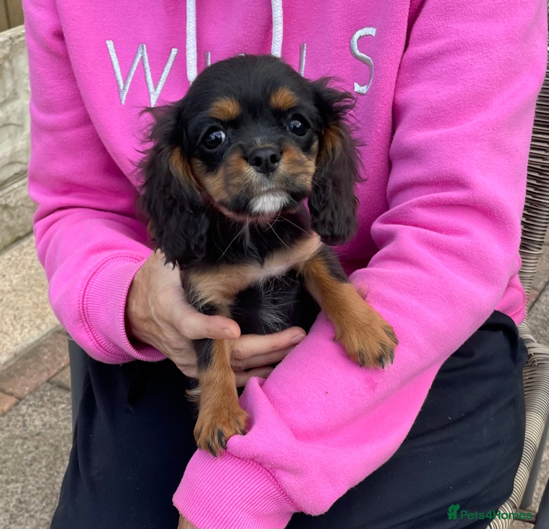 Cavalier King Charles Spaniel dogs for sale: Cavalier King Charles  - Image 1