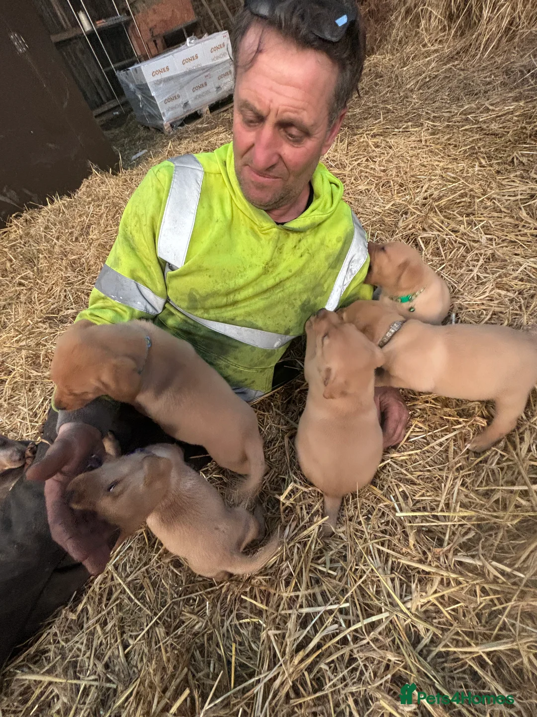 Labrador Retriever dogs for sale: Puppy Red fox labradors  - Advert 6