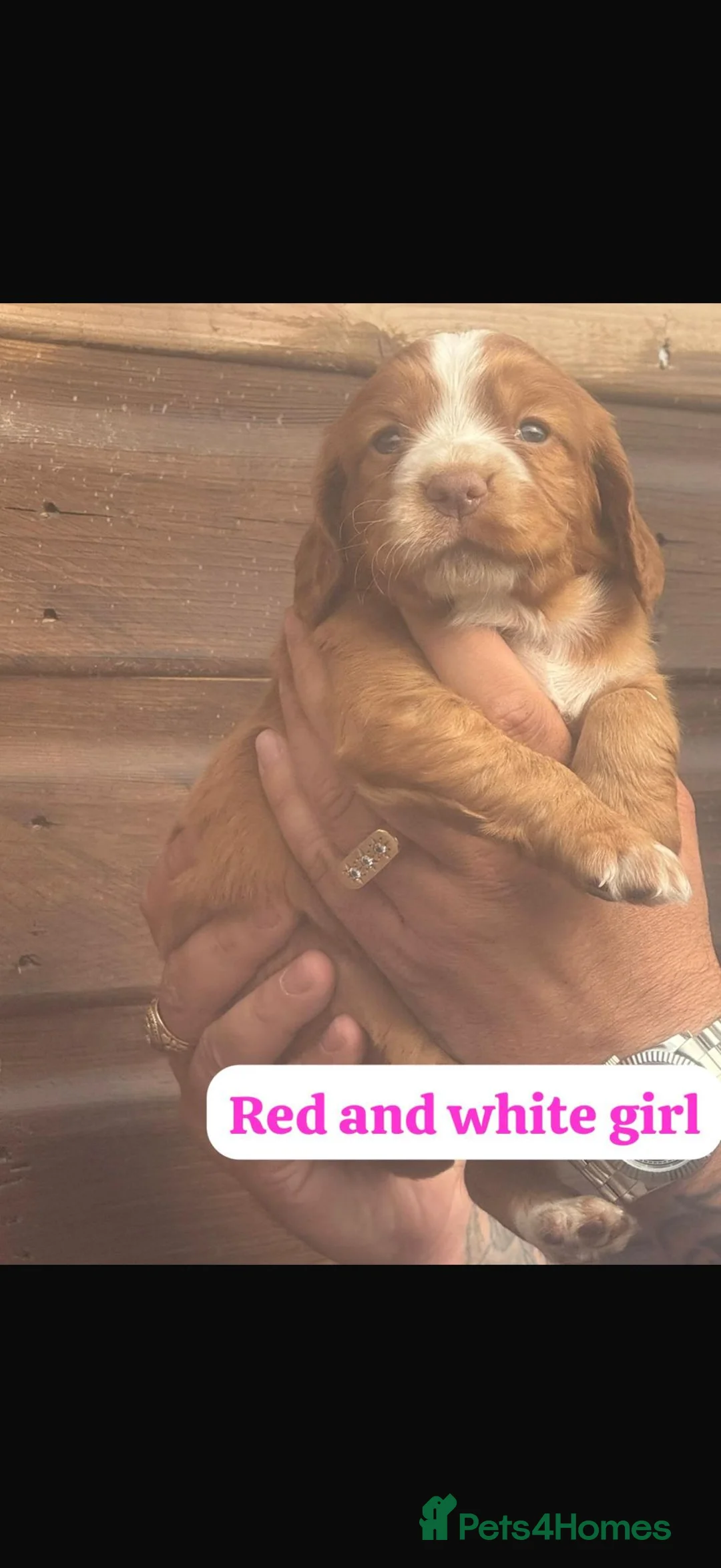 Cocker Spaniel dogs for sale: Working cocker spaniel  - Advert 7