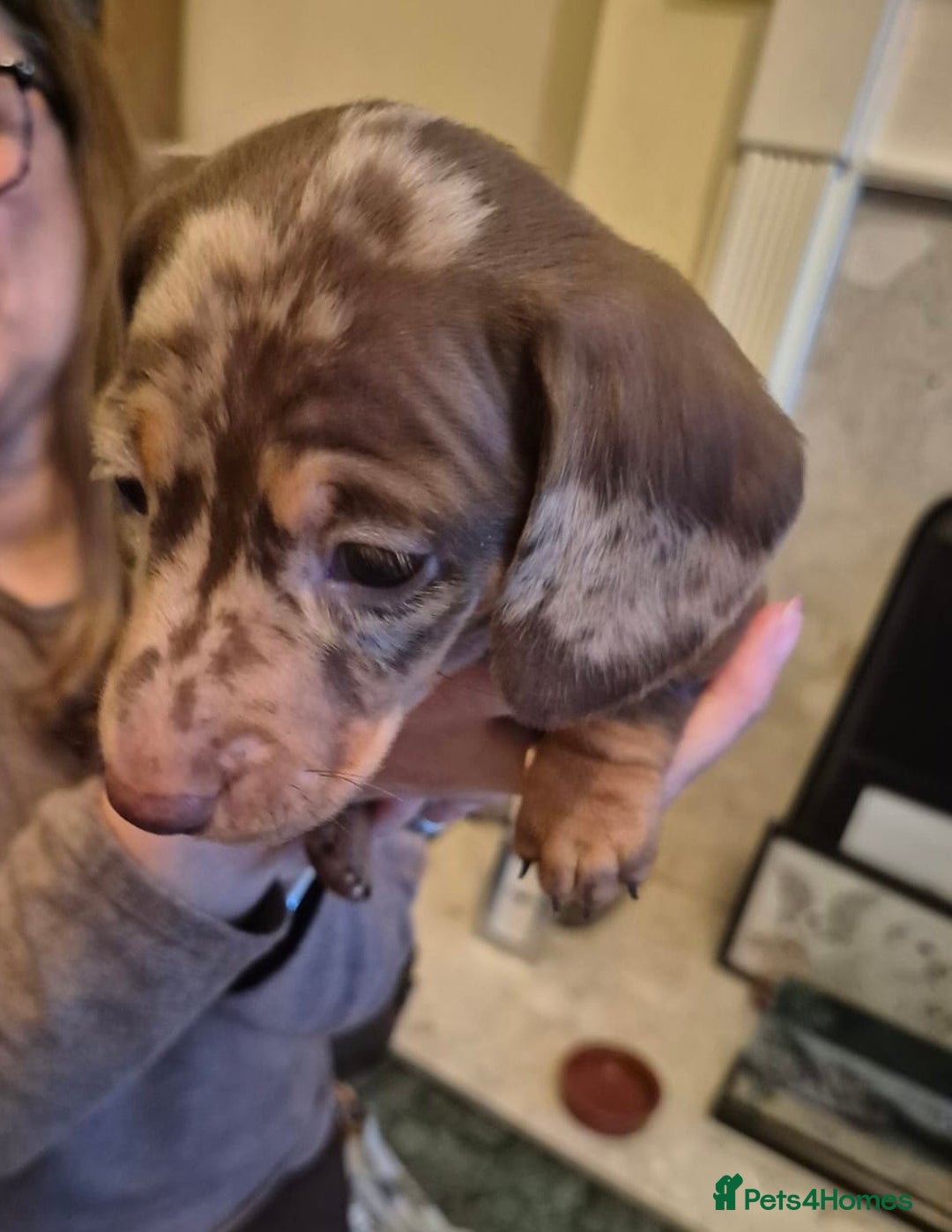 Miniature Dachshund dogs for sale: Isabella Dapple & chocolate & tan-dachshunds,  - Advert 15