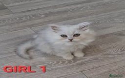 Persian cats for sale: READY NOW Persian Chinchilla kittens - Image 2