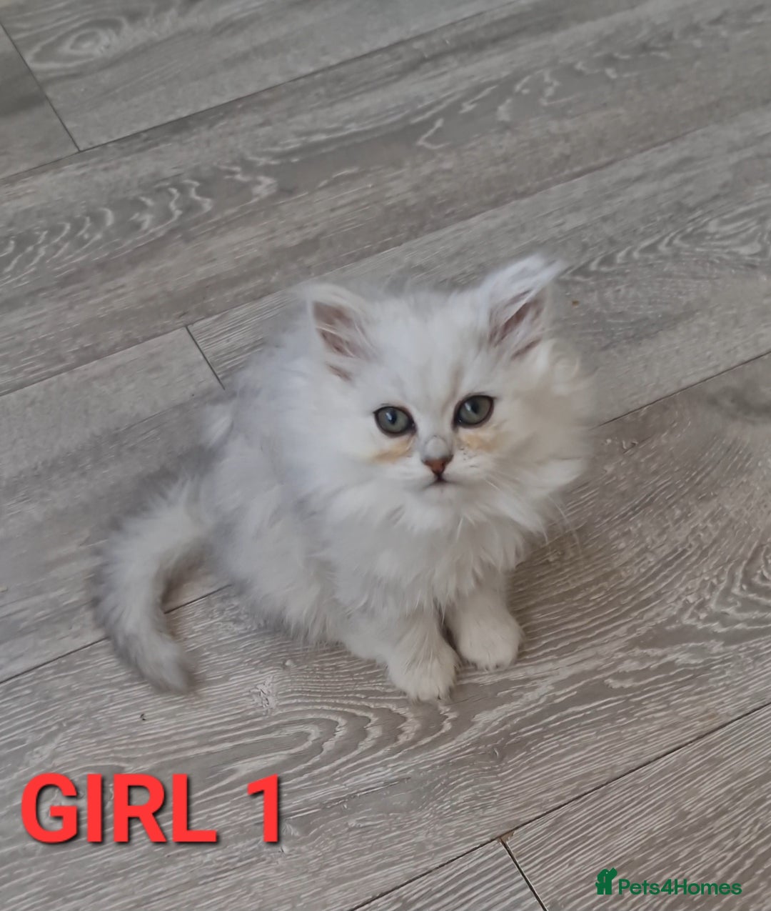 Persian cats for sale: READY NOW Persian Chinchilla kittens - Image 2