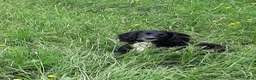 Cocker Spaniel dogs for sale: WORKING COCKER SPANIEL PUPPIES–EXCELLENT PEDIGREE - Advert 10