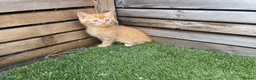 Mixed Breed cats for sale: 5 beautiful kittens - ready to leave now  - Advert 10