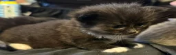 Mixed Breed cats for sale: Loving kittens looking for forever homes - Advert 6
