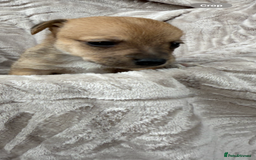 Jack Russell dogs for sale: Beautiful litter of jack Russell puppies  - Image 2
