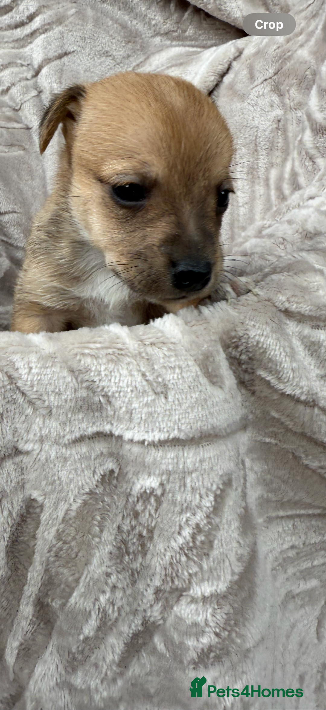 Jack Russell dogs for sale: Beautiful litter of jack Russell puppies  - Image 2