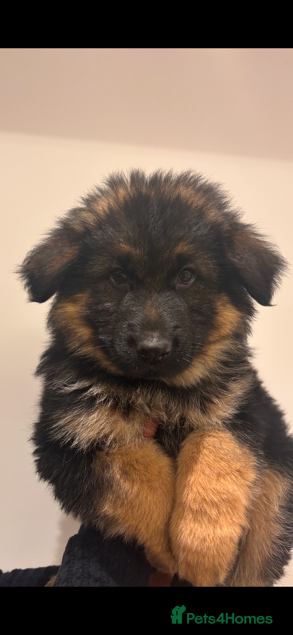 German Shepherd dogs Stunning long haired German Shepards  - Advert 7