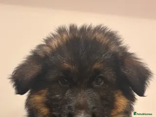 German Shepherd dogs Stunning long haired German Shepards - Advert 7