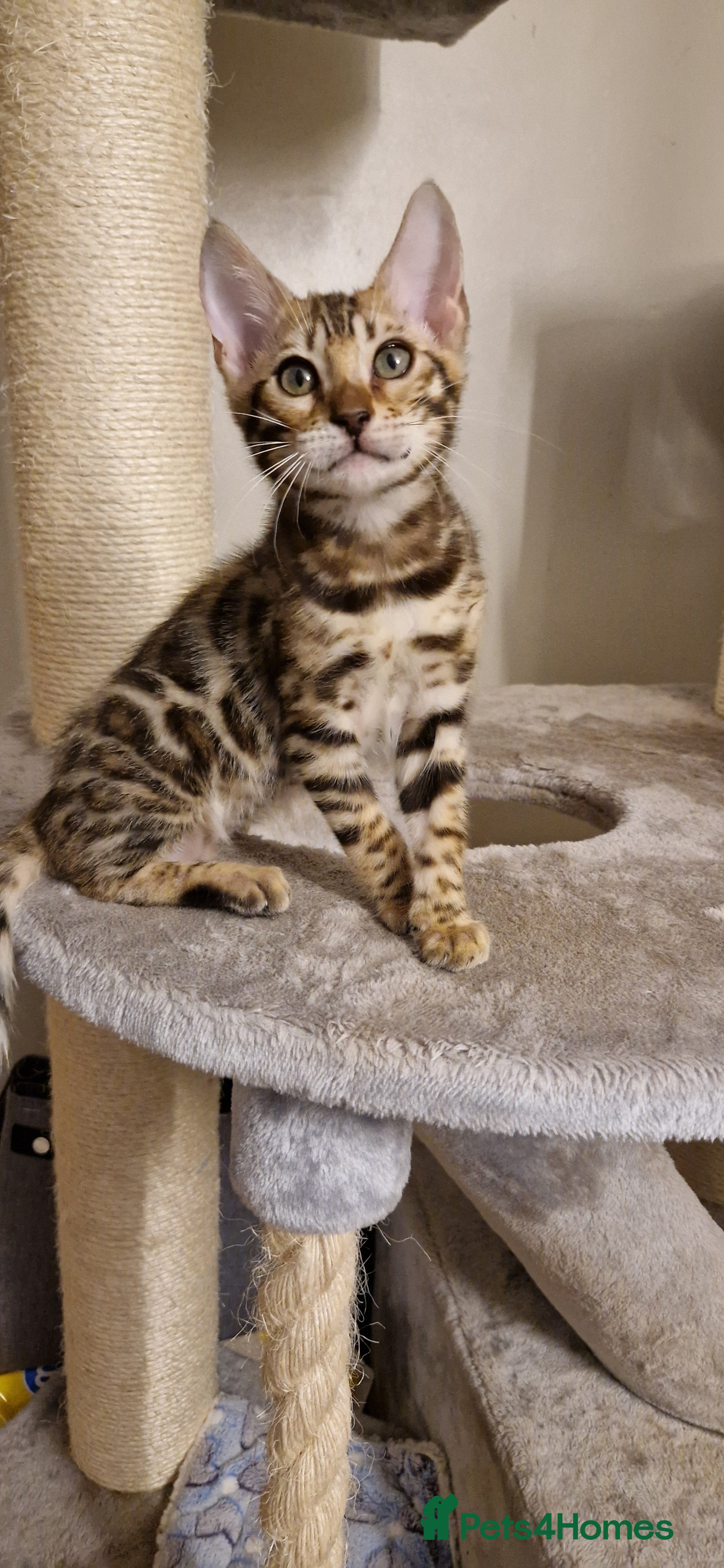 Bengal cats Beautiful kittens 🥰Ready to go❤️ - Advert 10
