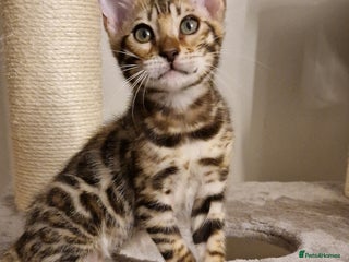Bengal cats Beautiful kittens 🥰Ready to go❤️ - Advert 1