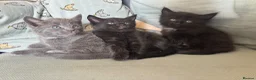 Mixed Breed cats for sale: 3 beautiful kittens looking for forever homes  - Advert 2