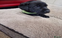 Labrador Retriever dogs for sale: **PEDIGREE, KC REGISTERED AND HIP SCORED** - Image 34