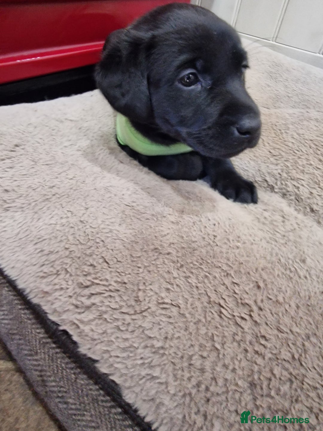 Labrador Retriever dogs for sale: **PEDIGREE, KC REGISTERED AND HIP SCORED** - Image 34