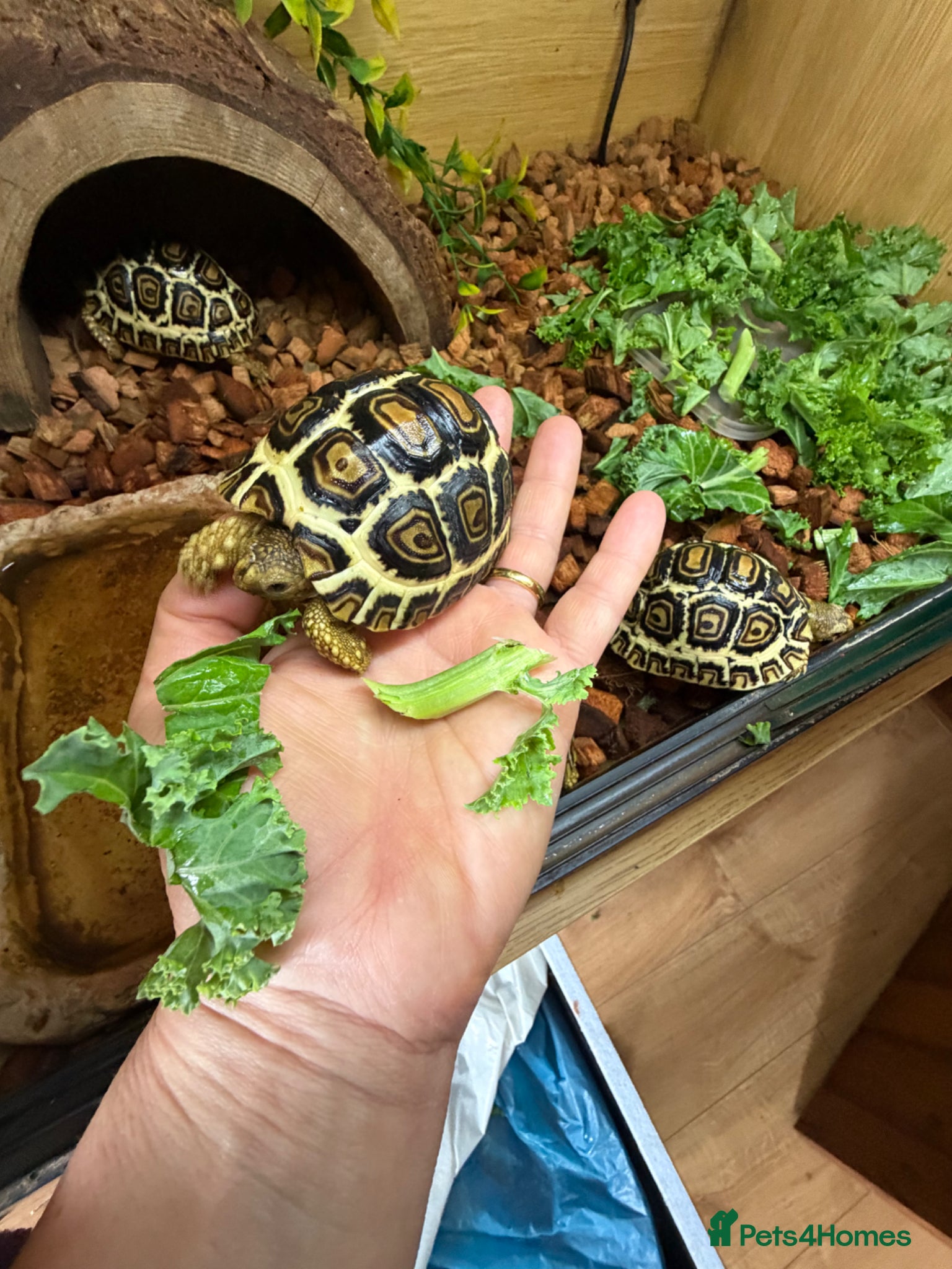 Tortoise reptiles for sale: Leopard Tortoses- Stunning RARE High White Babies - Advert 9
