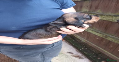 Miniature Dachshund dogs - Advert 15