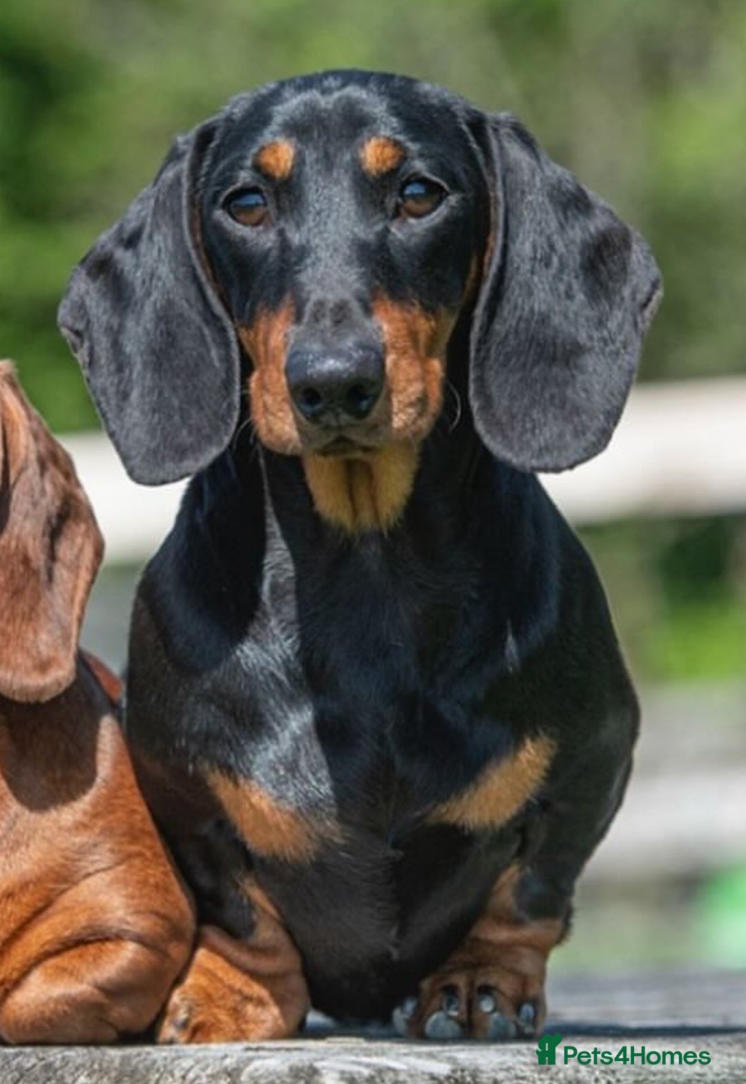 Miniature Dachshund dogs for sale: Black and Tan mini smooth boy  - Advert 2