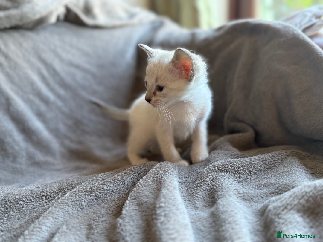 Ragdoll cats for sale: Ragdoll X Siamese - Image 5