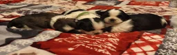 Shih Tzu dogs for sale: Pure Shih Tzu Puppies  - Advert 2