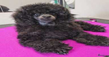 Toy Poodle dogs - Advert 3