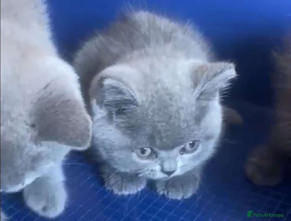 British Shorthair cats GCCF registered ChampionBloodline 5GENpedigree BSH - Advert 5