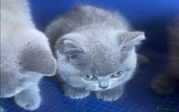 British Shorthair cats for sale: GCCF registered ChampionBloodline 5GENpedigree BSH - Image 3