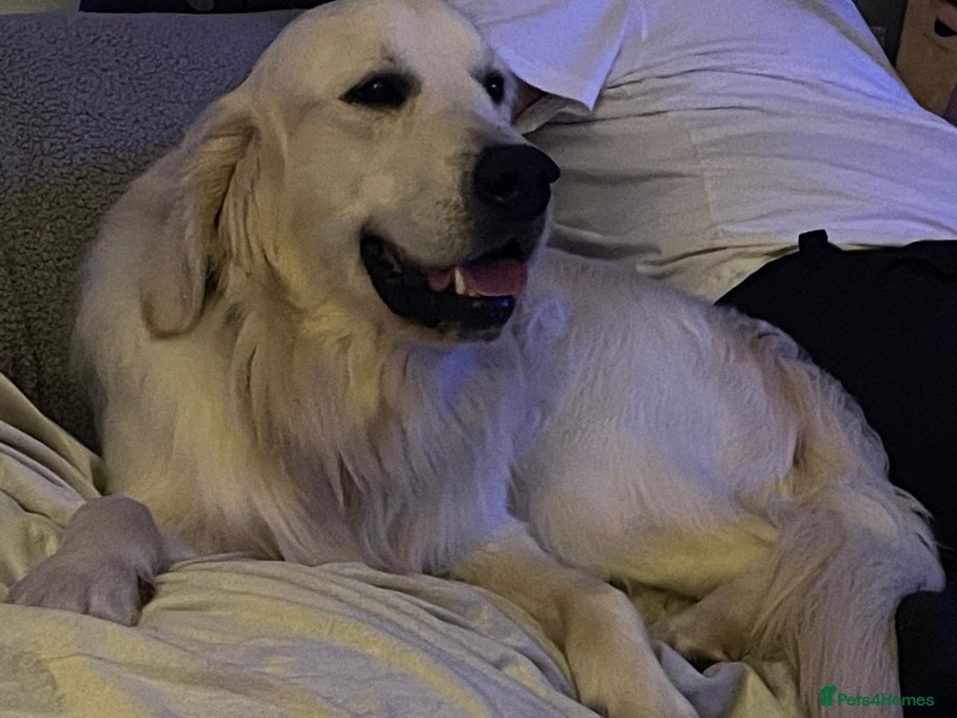 Golden Retriever dogs for stud: Kennel Club registered Golden Retriever Stud - Advert 1