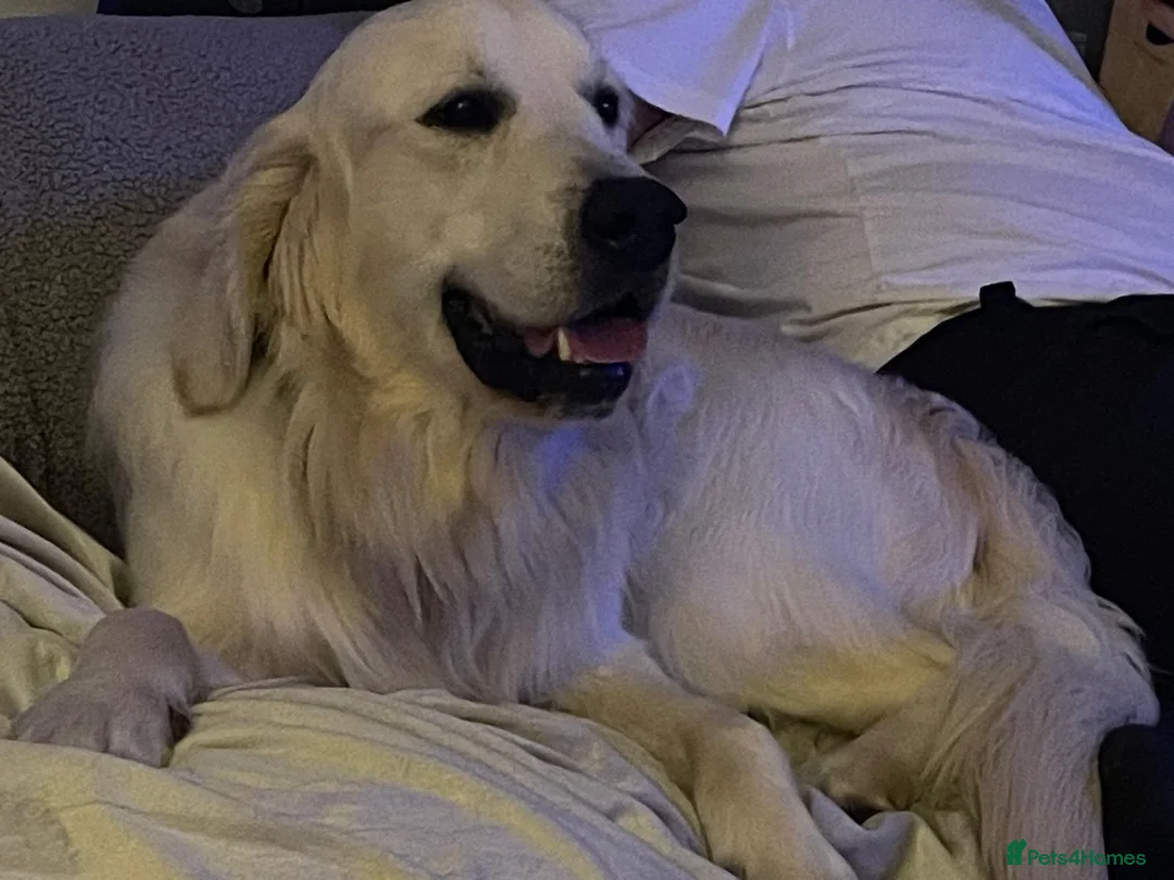 Golden Retriever dogs for stud: Kennel Club registered Golden Retriever Stud - Advert 1