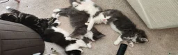 Mixed Breed cats for sale: 5 beautiful kittens looking for home - Advert 2