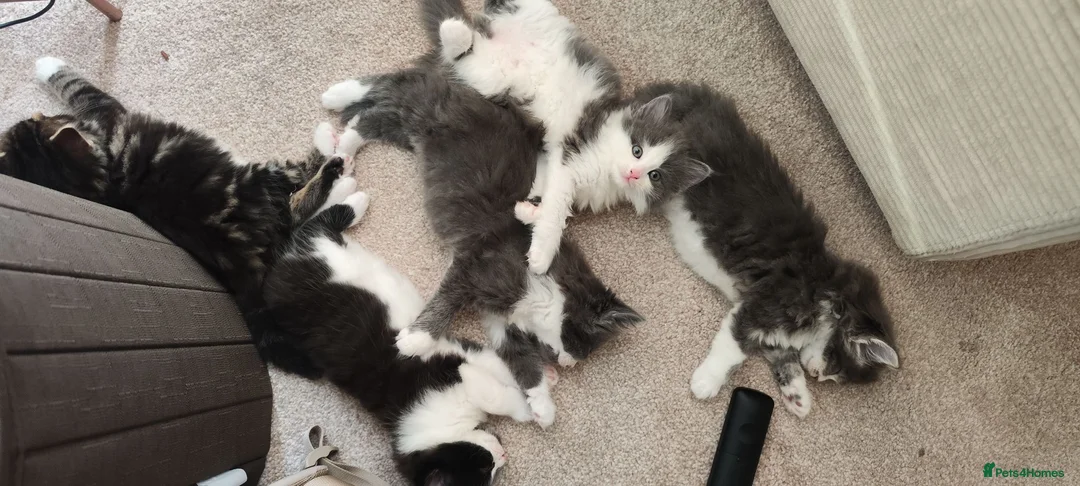 Mixed Breed cats for sale: 5 beautiful kittens looking for home - Advert 2