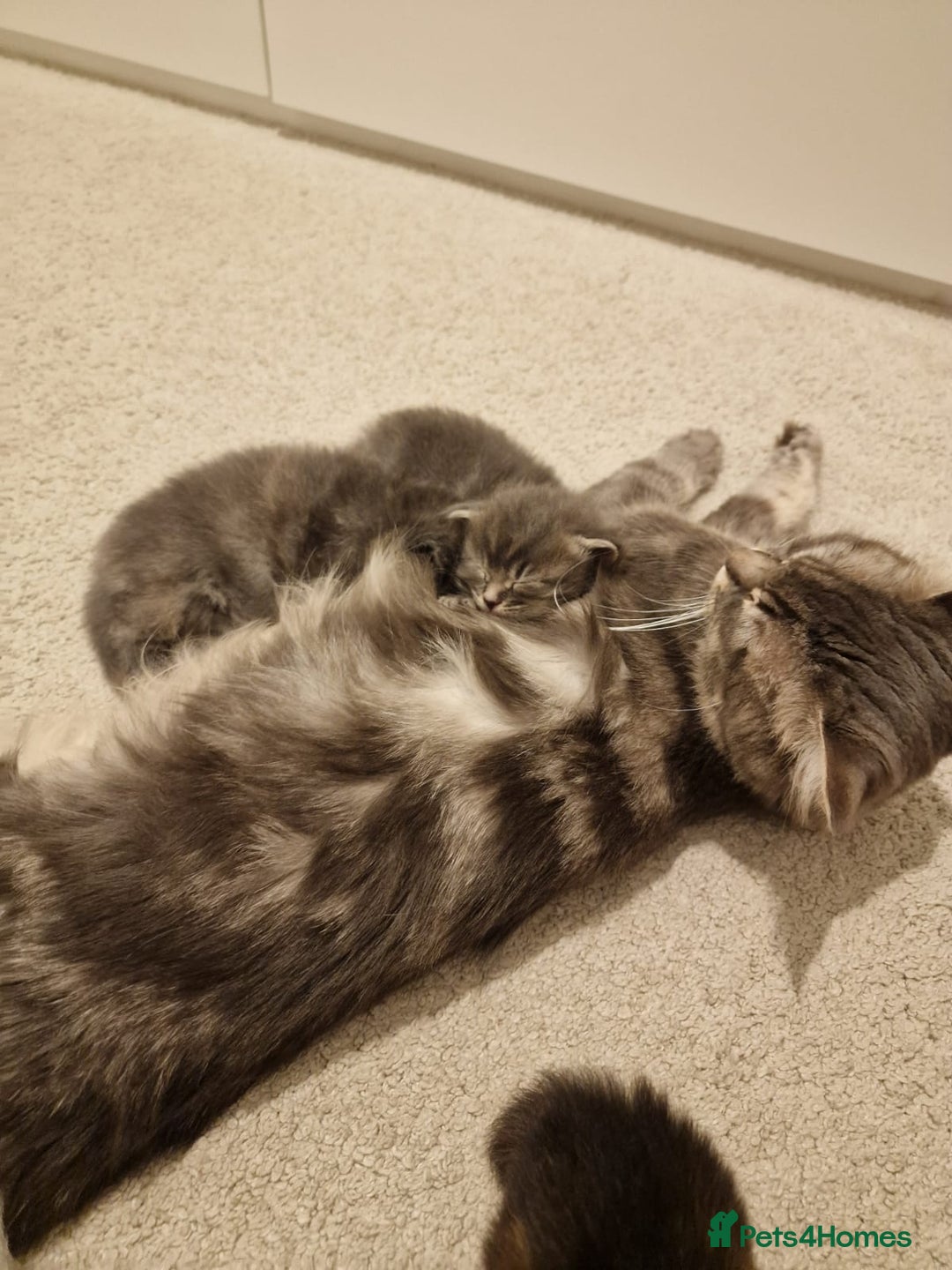 Mixed Breed cats for sale: 2 female kittens - half Maine coon.  - Advert 6