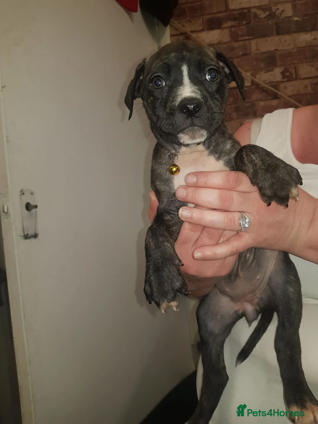 Mixed Breed dogs for sale: Pups  in Kettering - Advert 7