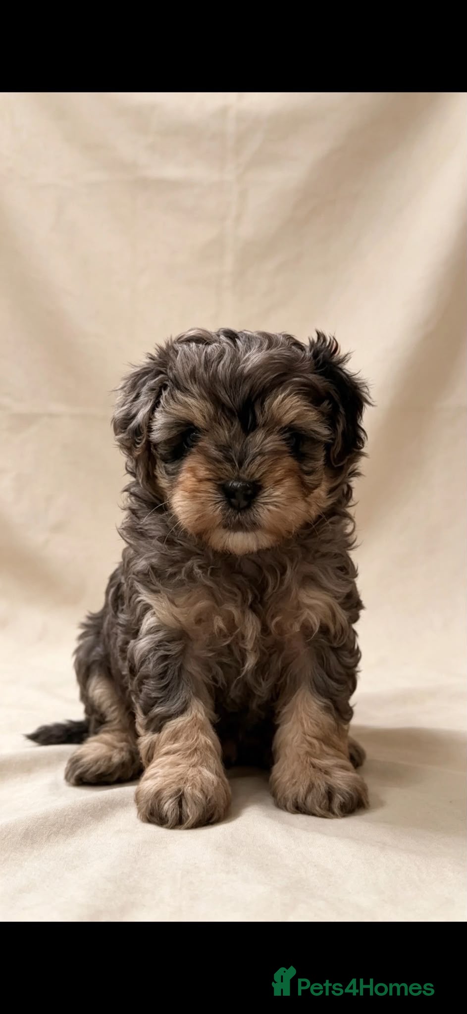 Maltipoo dogs 🤩4 stunning f1 male Maltipoo 🤩 - Advert 8