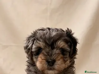 Maltipoo dogs 🤩4 stunning f1 male Maltipoo 🤩 - Advert 6