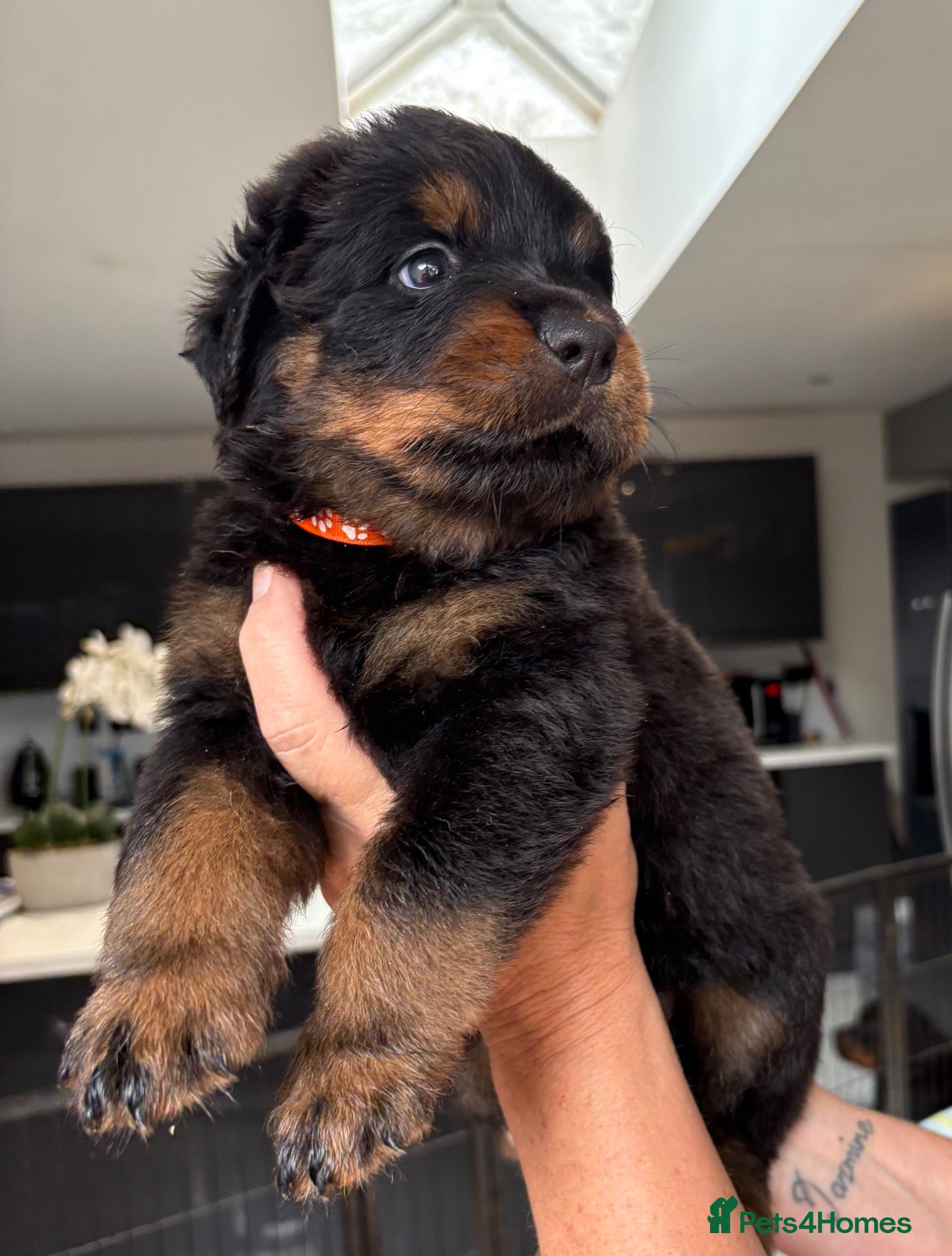 Rottweiler dogs Last Remaining Puppy - KC Registered Rottweilers - Advert 2