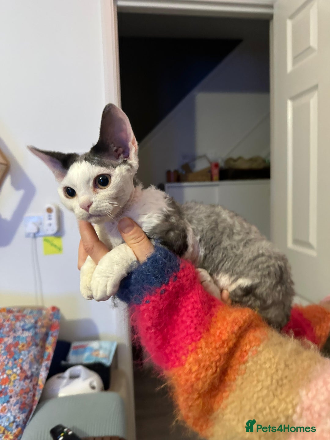 Devon Rex cats for sale: Cuddle bug❤️ Devon Rex boy available now - Advert 2