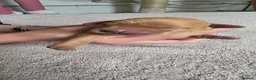 Labrador Retriever dogs for sale: Labrador puppies seeking loving homes. - Advert 8