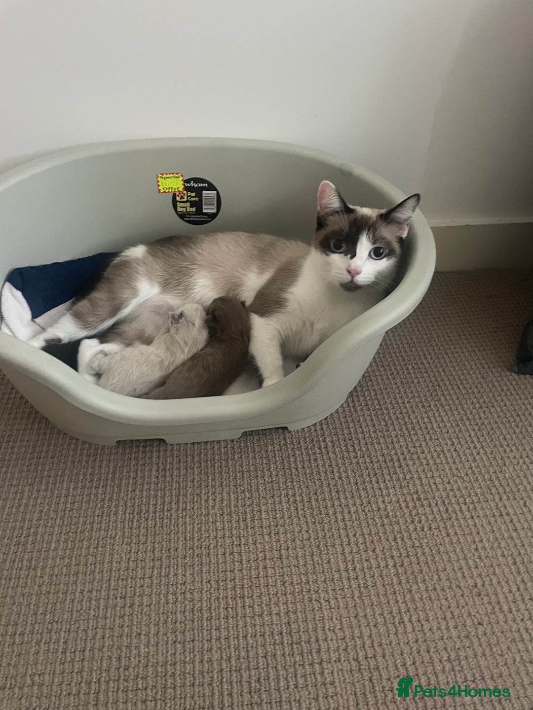 Balinese cats for sale: 🐾2 Gorgeous cubs🐾Need Forever Homes Only 🏡 - Image 8