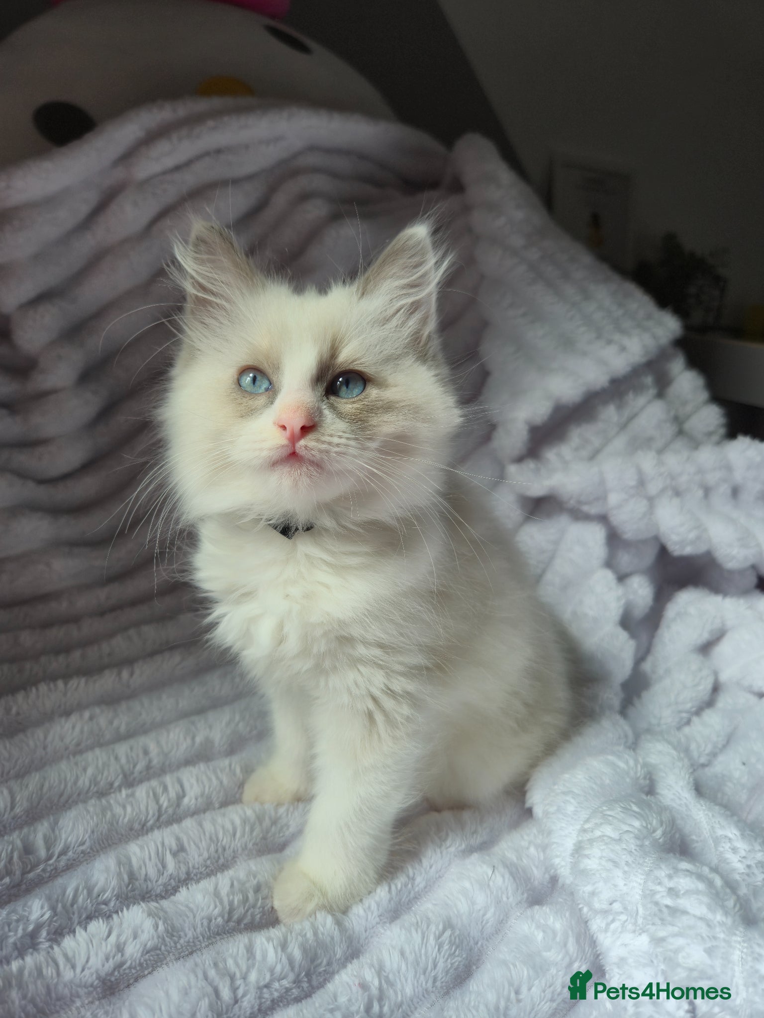 Ragdoll cats Ragdoll kittens- last boy - Advert 2