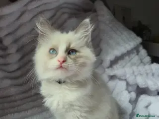 Ragdoll cats Ragdoll kittens- last boy - Advert 2
